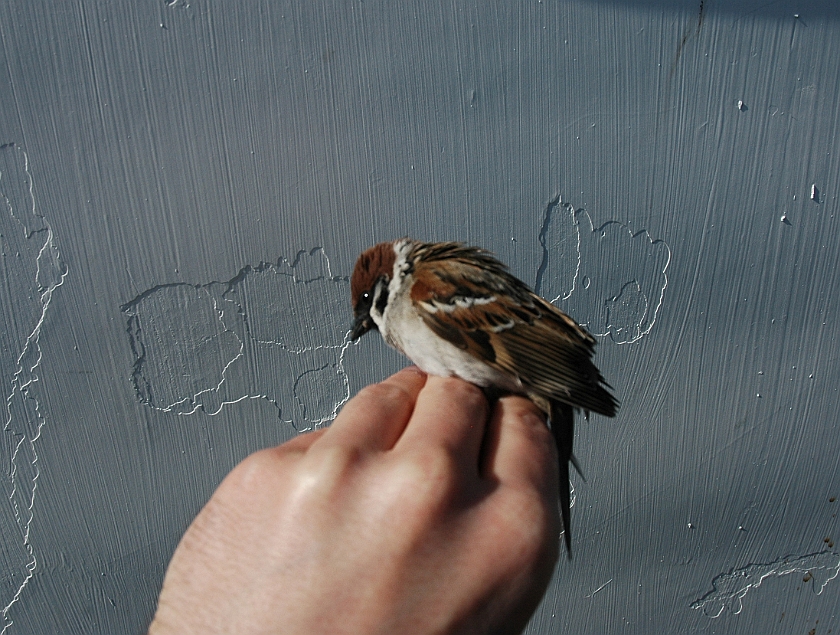 Eurasian Tree Sparrow, Digrans